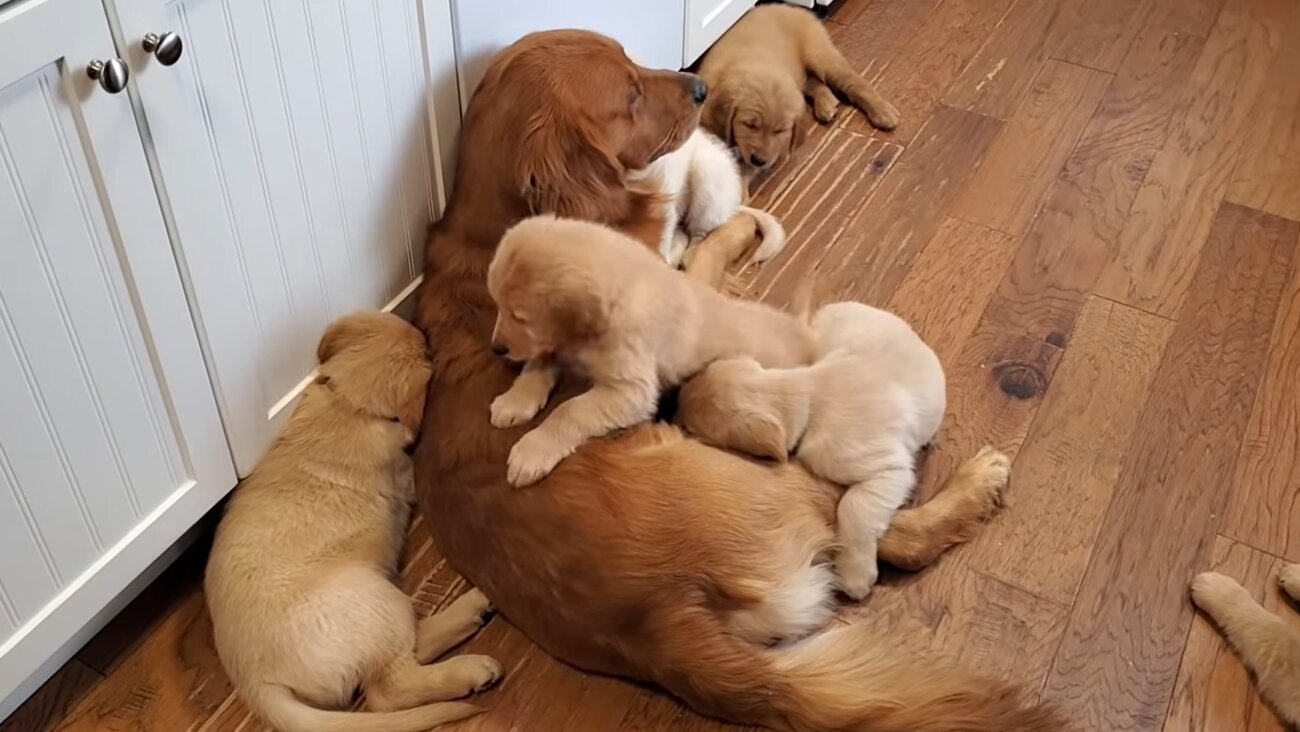 ゴールデンレトリーバー,動画