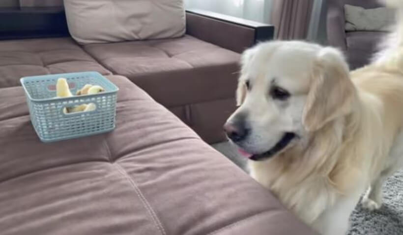 ゴールデンレトリーバー,動画