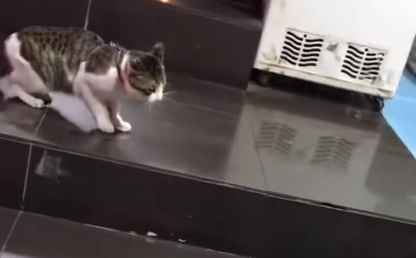 ゴールデンレトリーバー,動画