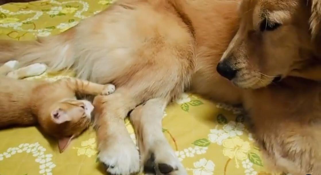 ゴールデンレトリーバー,動画