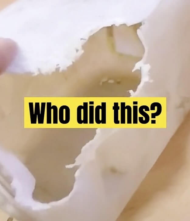 ラブラドールレトリーバー,動画