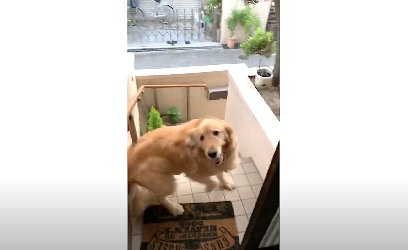 ゴールデンレトリーバー,動画