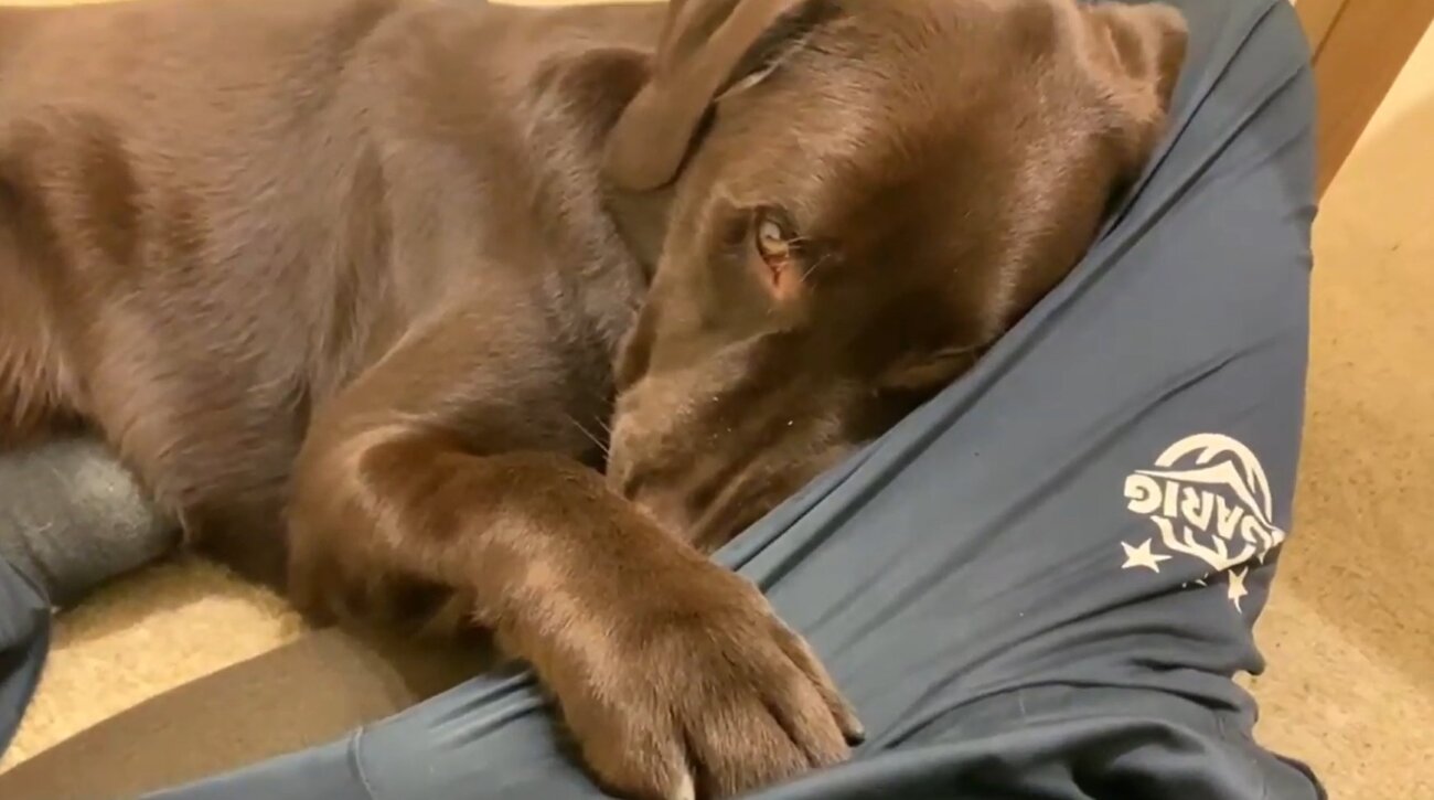 ラブラドールレトリーバー,動画