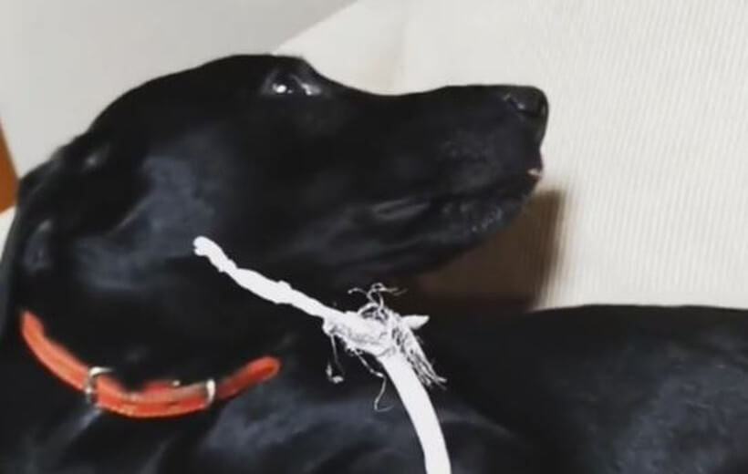 ラブラドールレトリーバー,動画