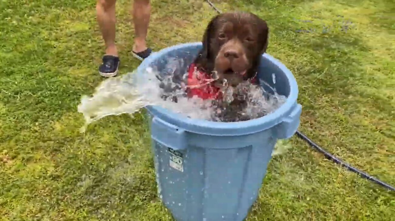 ラブラドールレトリーバー,動画