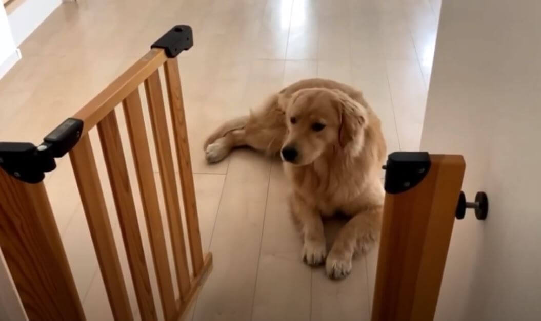 ゴールデンレトリーバー,動画