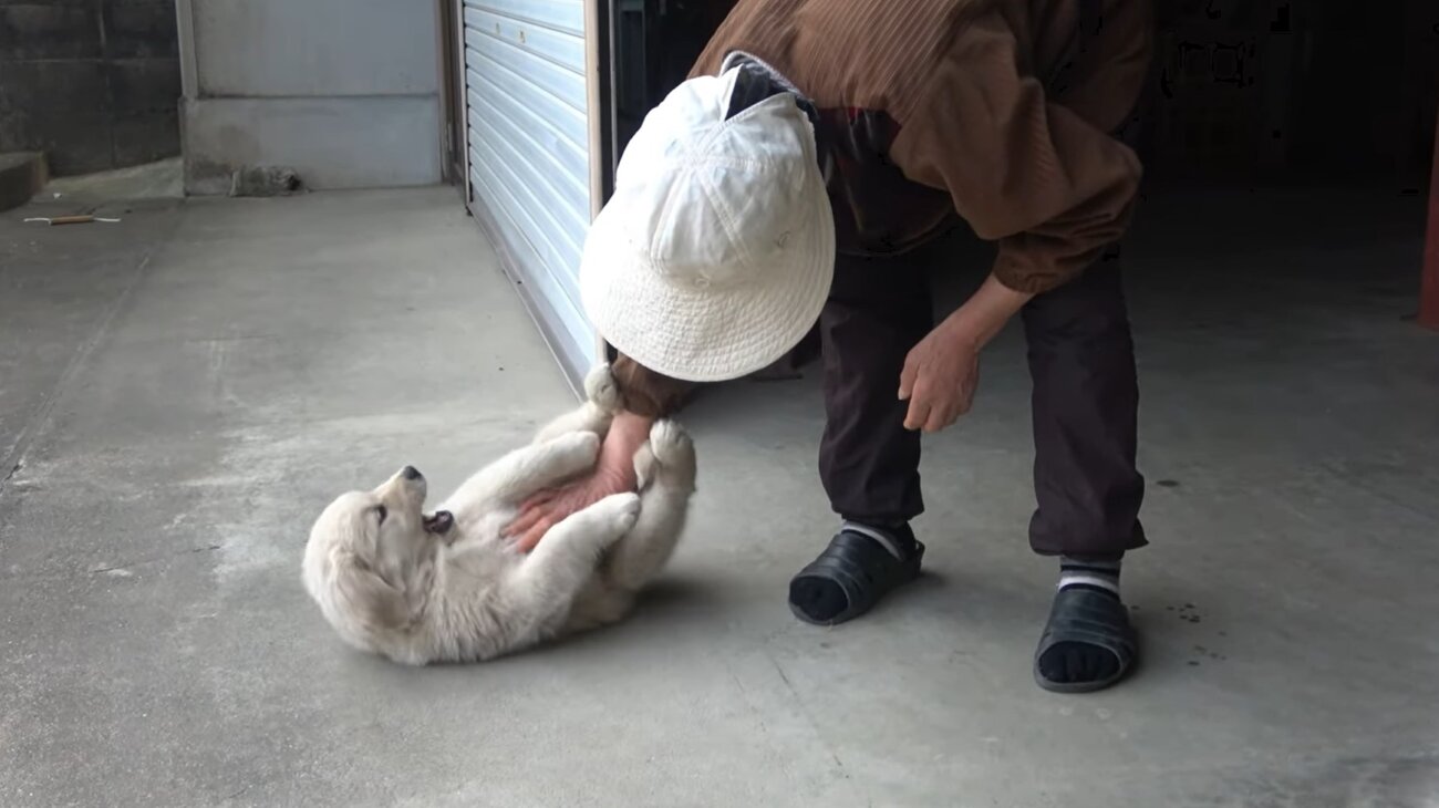 ゴールデンレトリーバー,動画