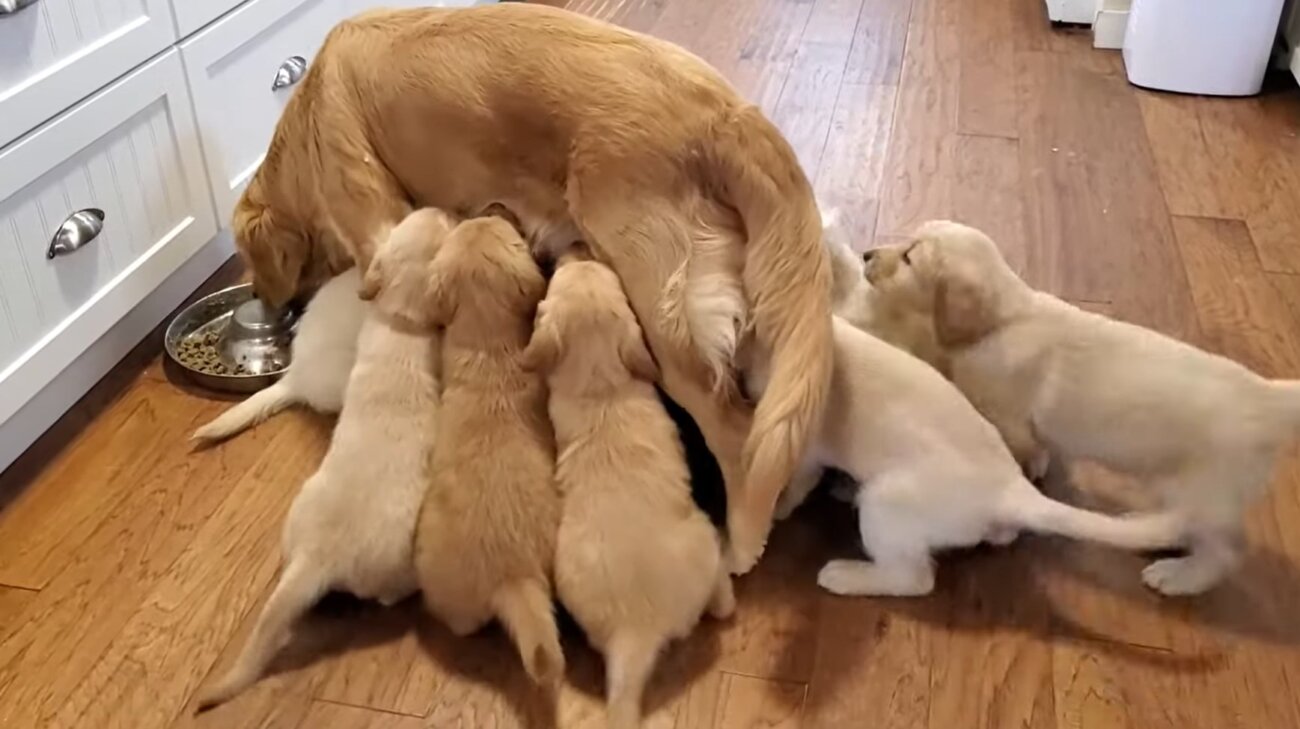 ゴールデンレトリーバー,動画