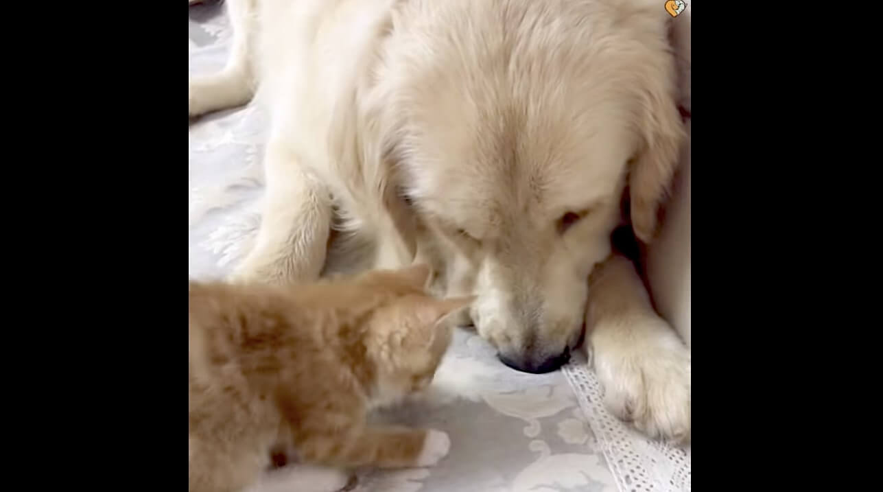 ゴールデンレトリーバー,動画