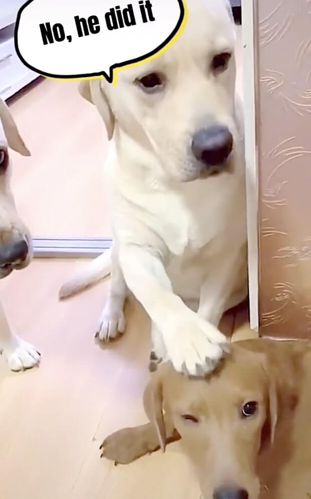 ラブラドールレトリーバー,動画