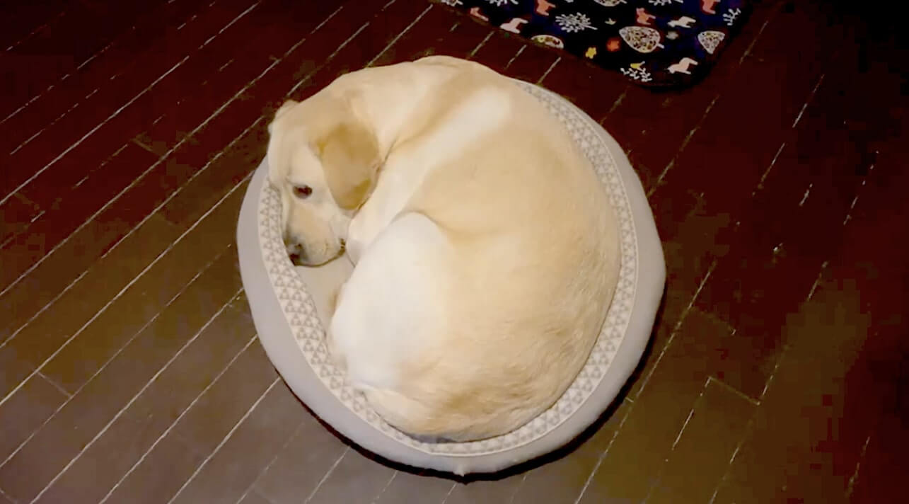 ラブラドールレトリーバー,動画