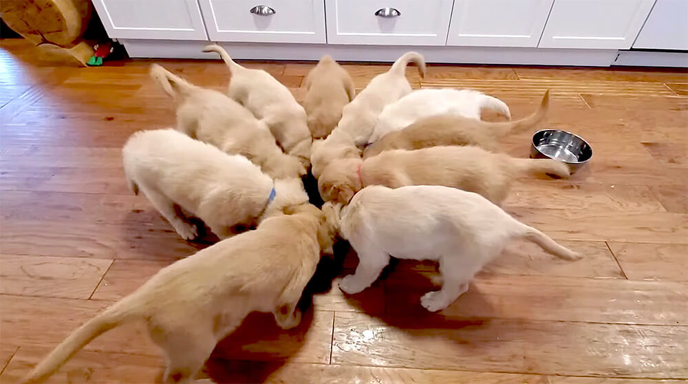 ゴールデンレトリーバー,動画