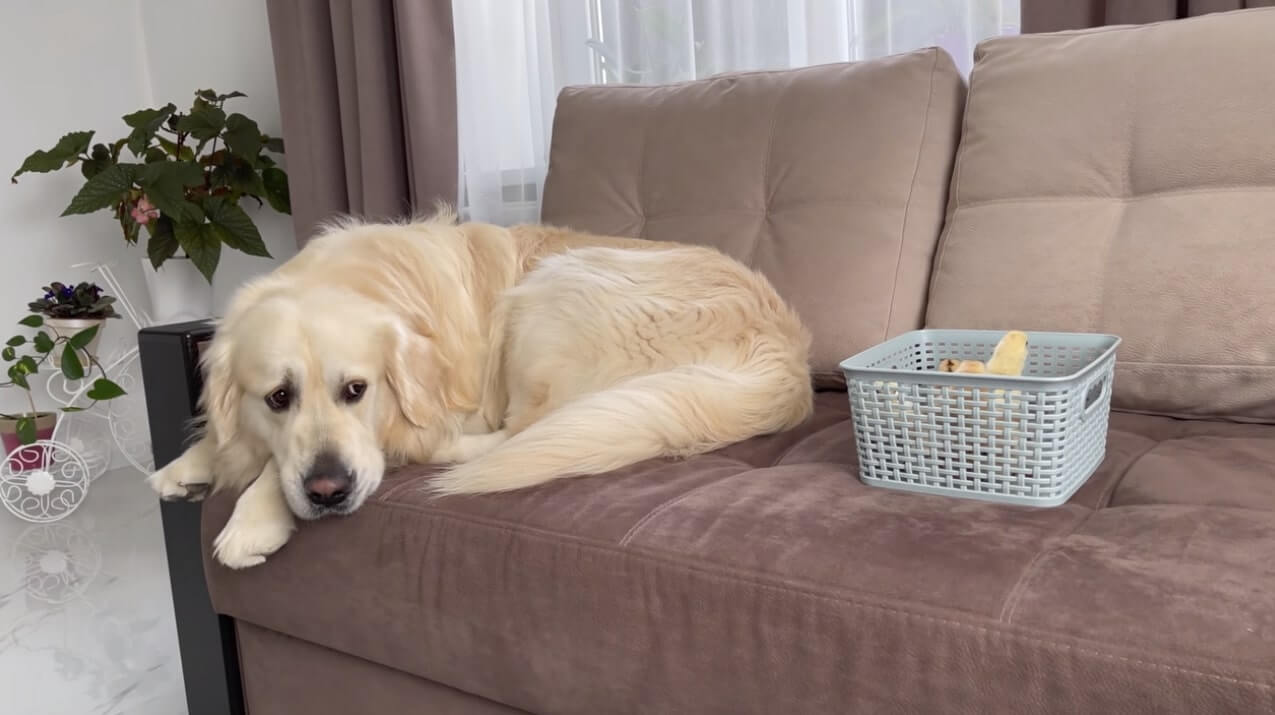 ゴールデンレトリーバー,動画