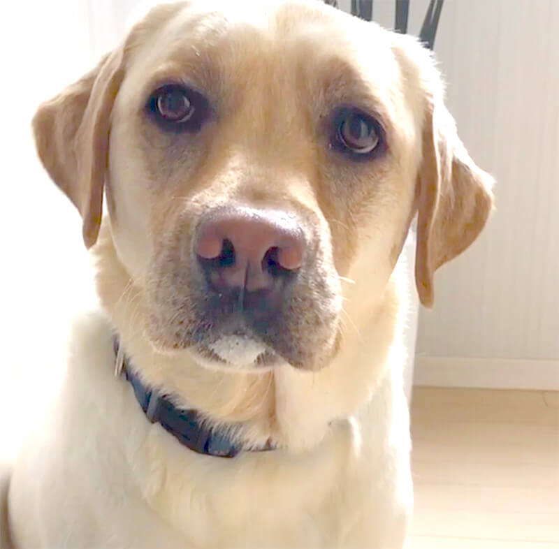 ラブラドールレトリーバー,動画