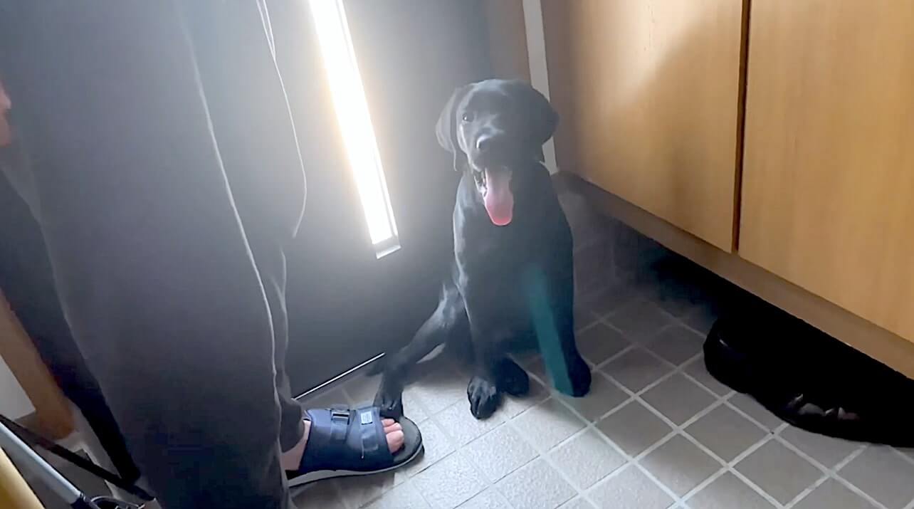 ラブラドールレトリーバー,動画