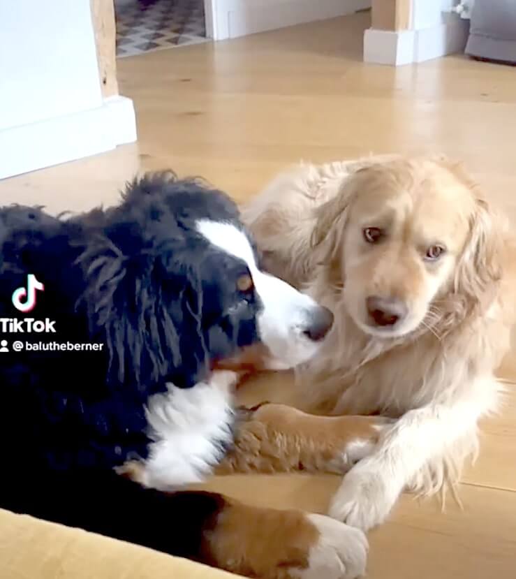 ゴールデンレトリーバー,動画