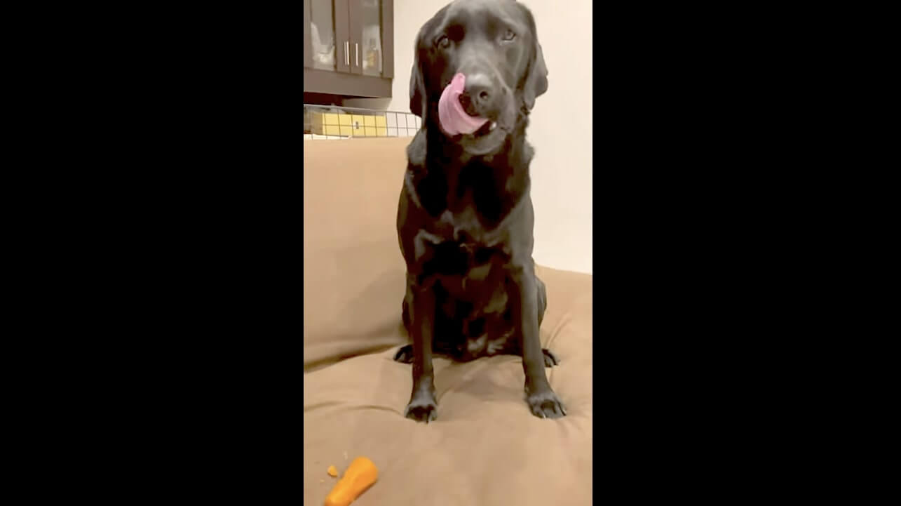 ラブラドールレトリーバー,動画