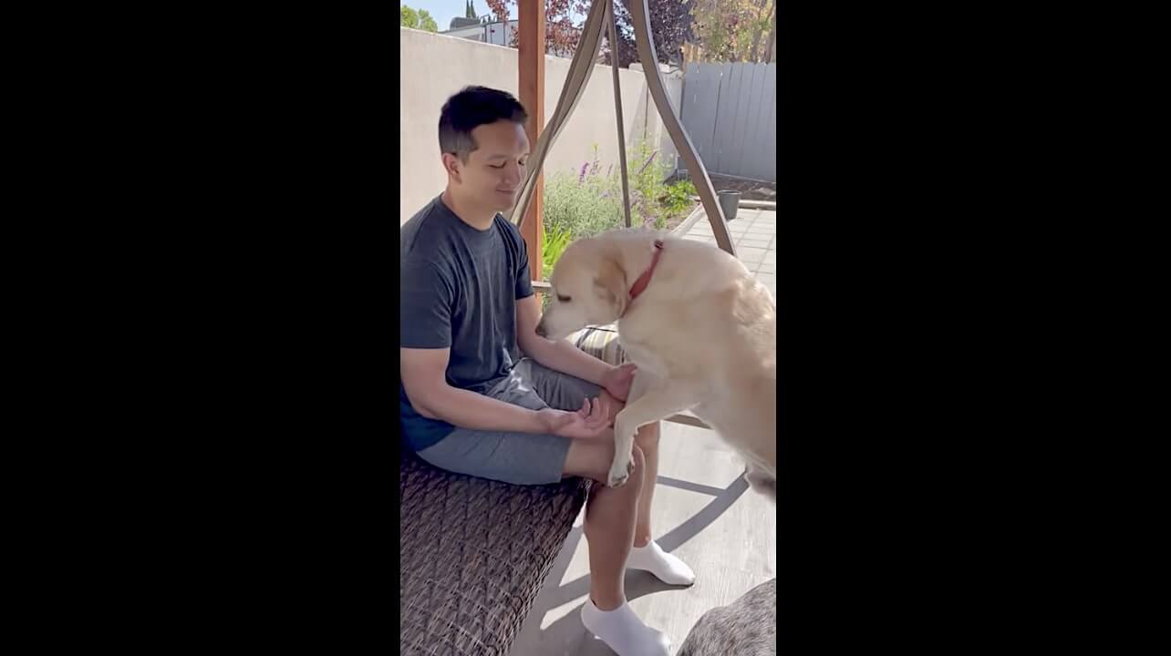 ラブラドールレトリーバー,動画