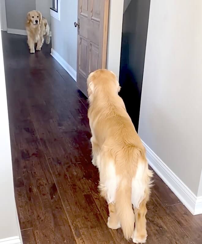 ゴールデンレトリーバー,動画