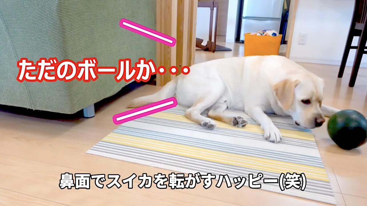 ラブラドールレトリーバー,動画