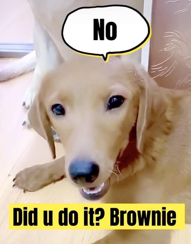 ラブラドールレトリーバー,動画