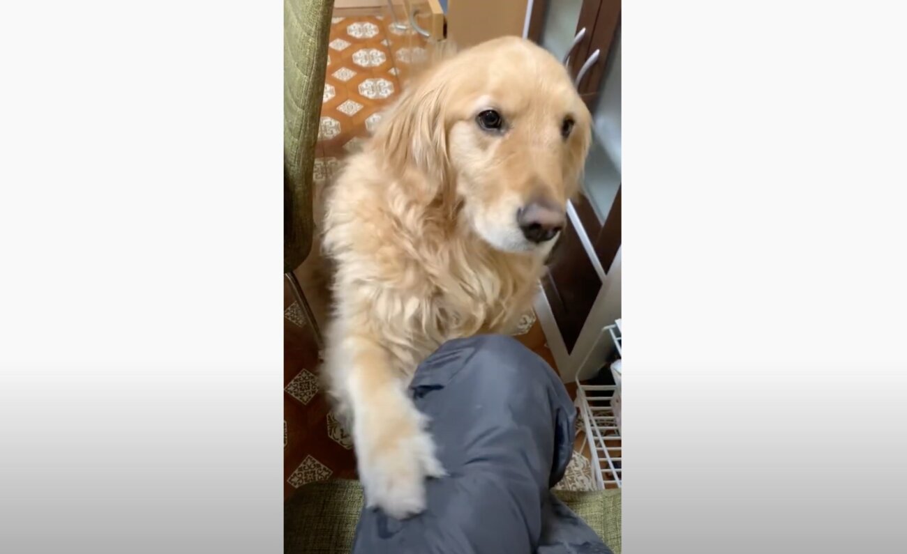 ゴールデンレトリーバー,動画