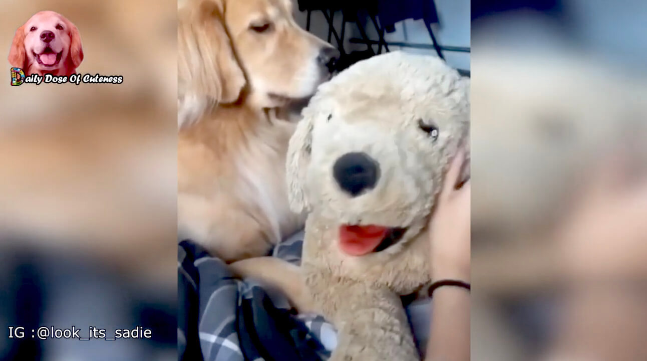 ゴールデンレトリーバー,動画