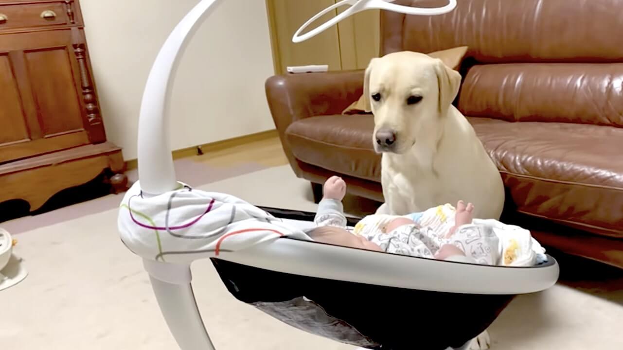 ラブラドールレトリーバー,動画