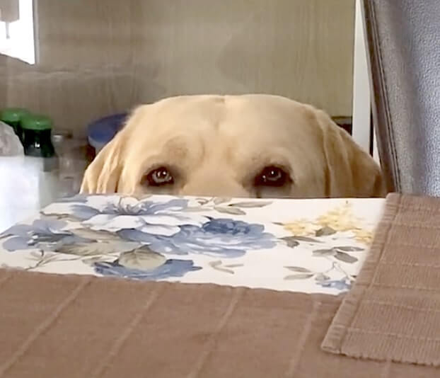 ラブラドールレトリーバー,動画