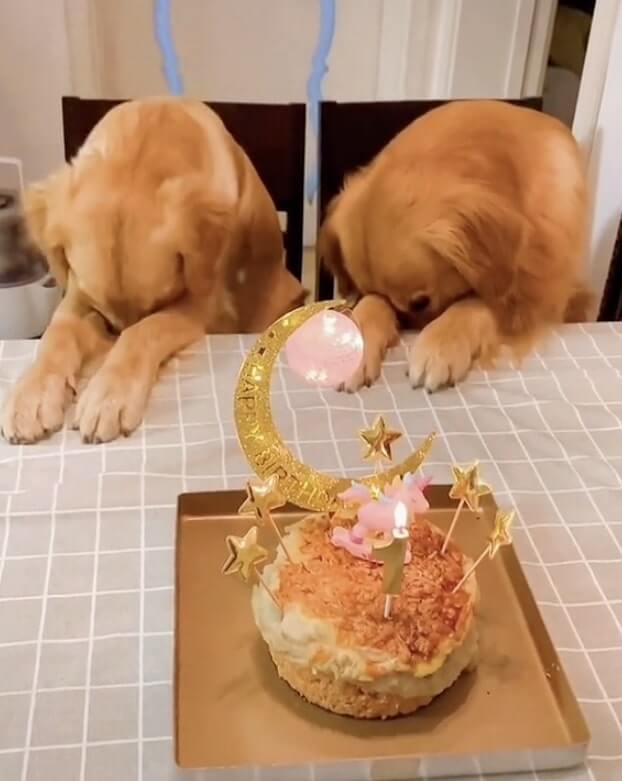 ゴールデンレトリーバー,動画