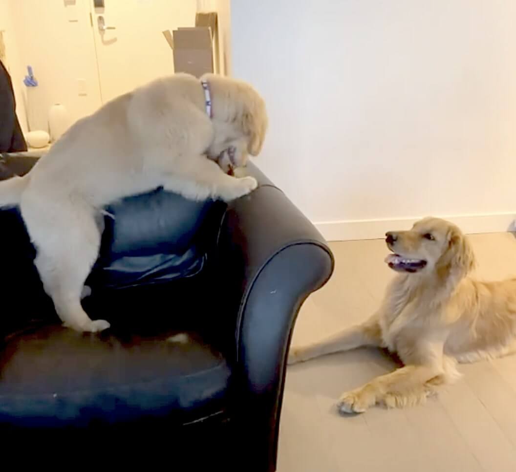 ゴールデンレトリーバー,動画