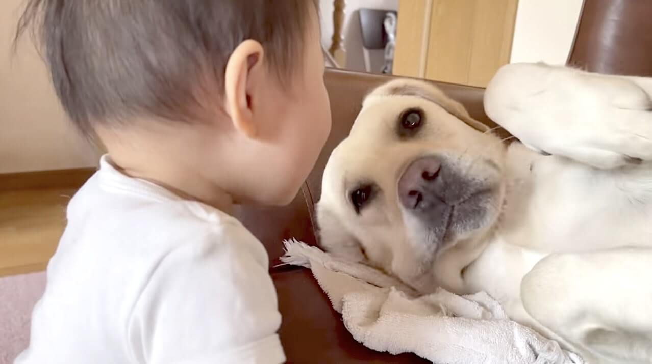 ラブラドールレトリーバー,動画