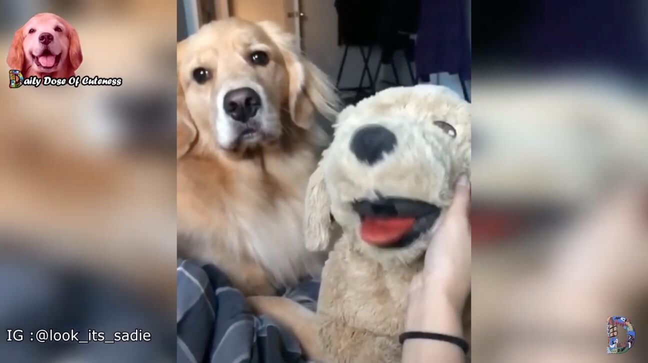 ゴールデンレトリーバー,動画