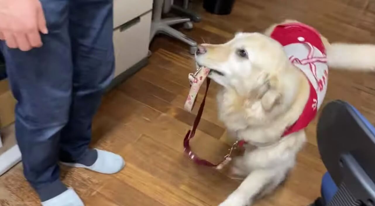 ゴールデンレトリーバー,動画