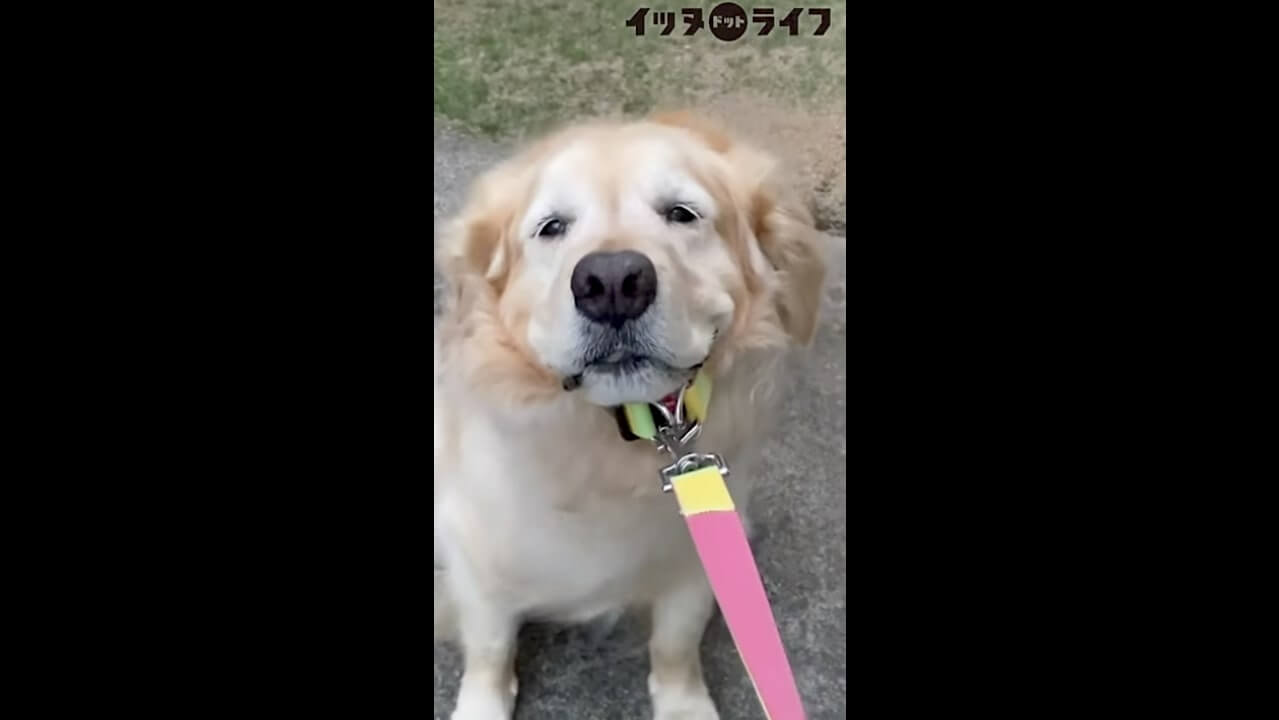 ゴールデン,動画,イッヌドットライフ