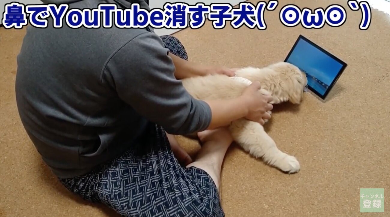 ゴールデンレトリーバー,動画