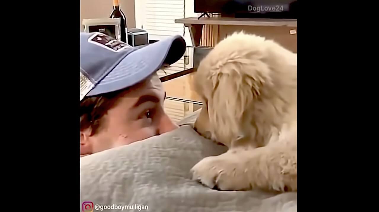 ゴールデンレトリーバー,動画