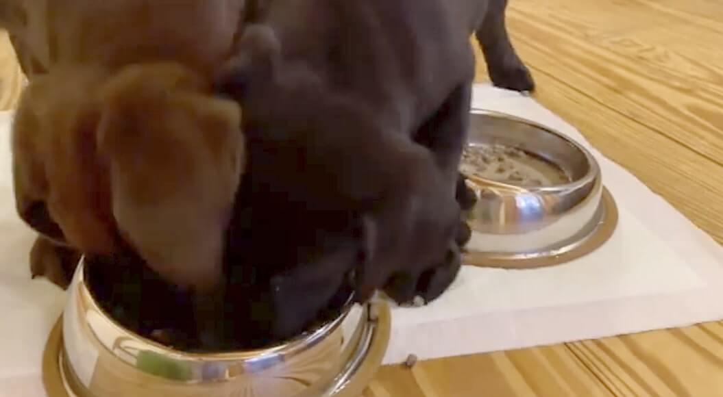 ラブラドールレトリーバー,動画