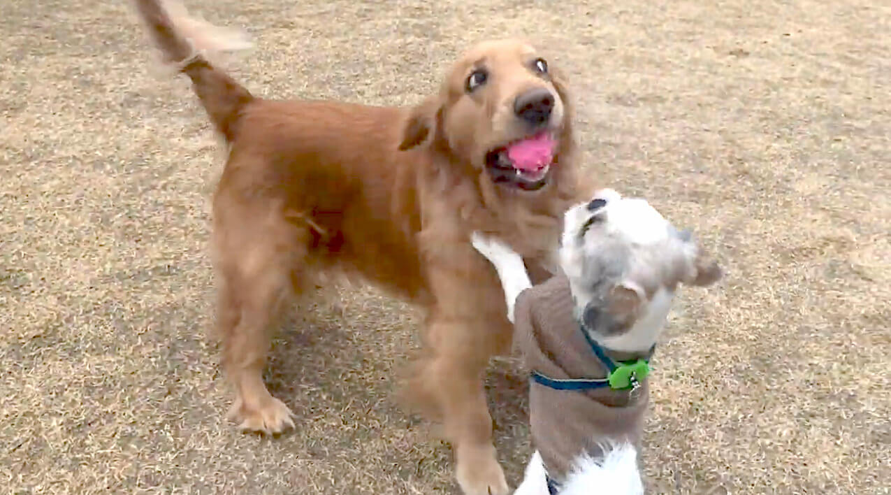 ゴールデンレトリーバー,動画