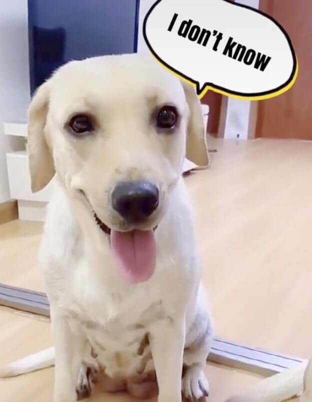 ラブラドールレトリーバー,動画