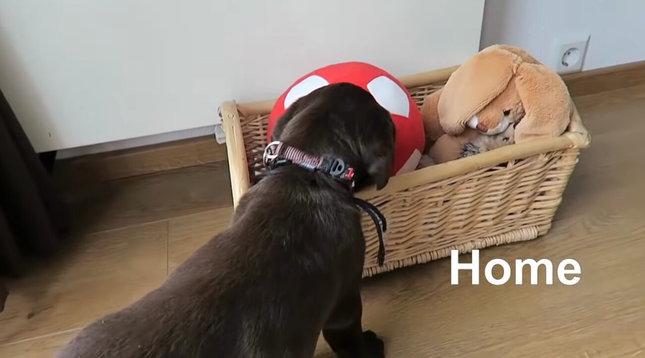 ラブラドールレトリーバー,動画