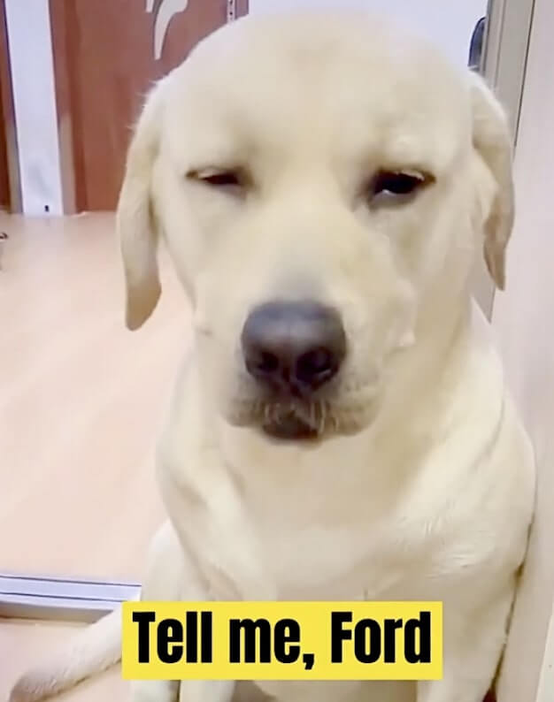 ラブラドールレトリーバー,動画