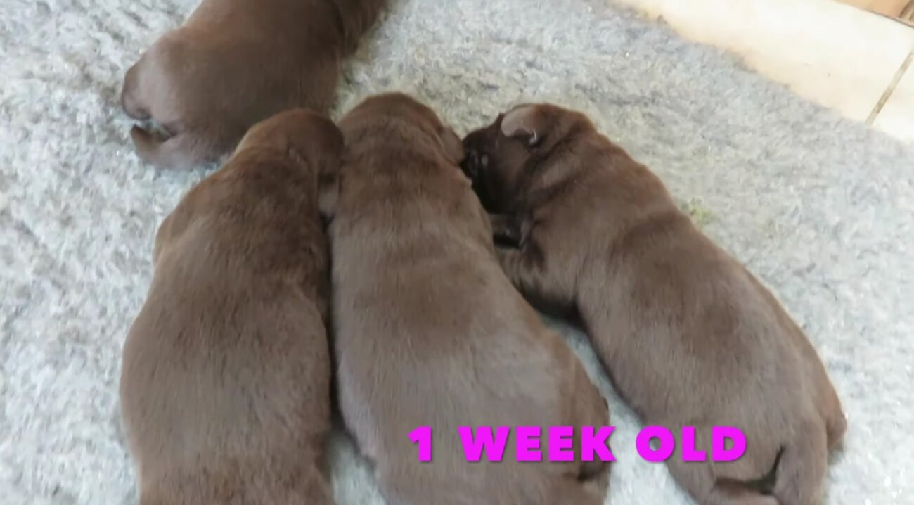 ラブラドールレトリーバー,動画