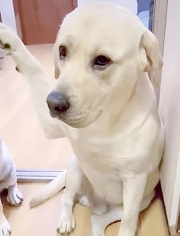 ラブラドールレトリーバー,動画