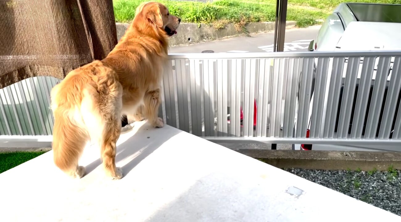 ゴールデンレトリーバー,動画