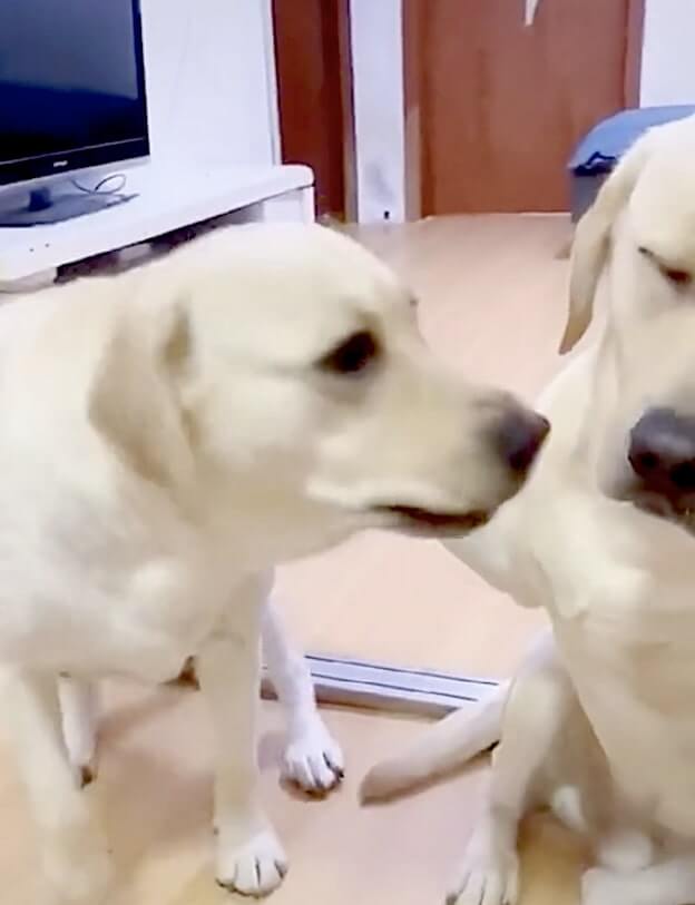 ラブラドールレトリーバー,動画