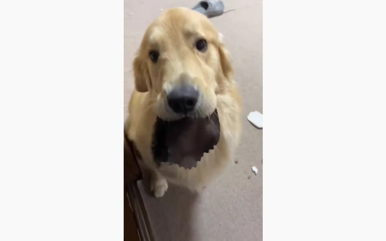 ゴールデンレトリーバー,動画