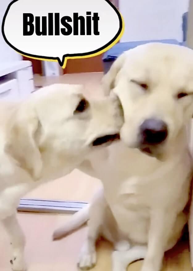 ラブラドールレトリーバー,動画