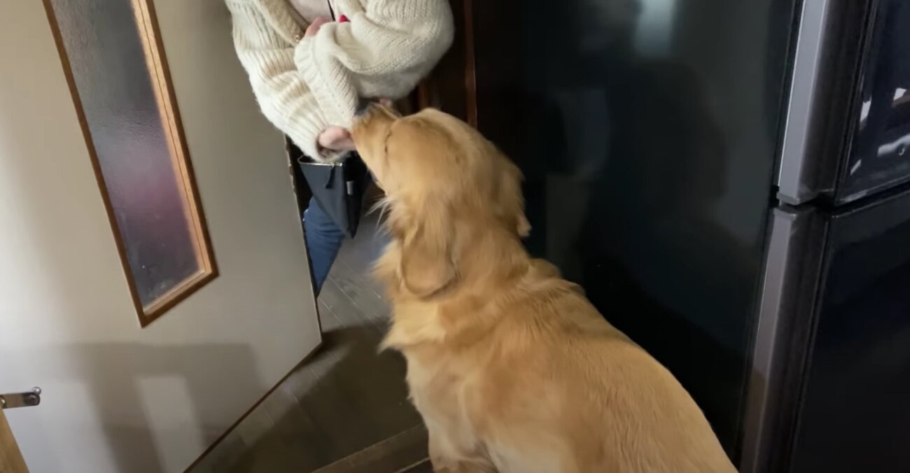 ゴールデンレトリーバー,動画