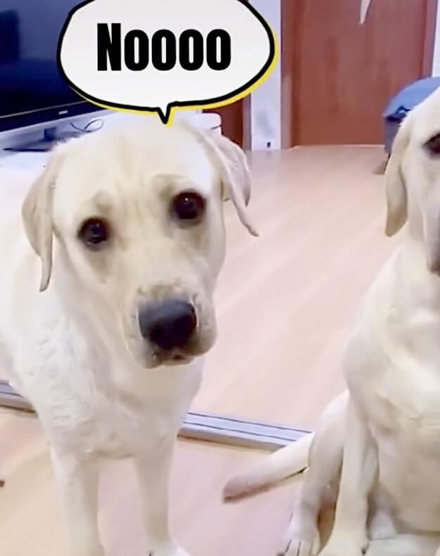 ラブラドールレトリーバー,動画